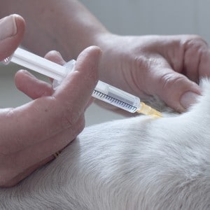Antibiotica hond