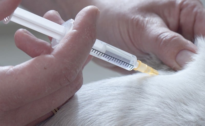 Antibiotica hond