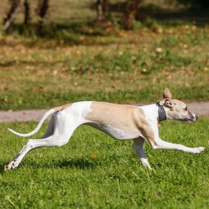 Whippet rennen op het gras in de herfst