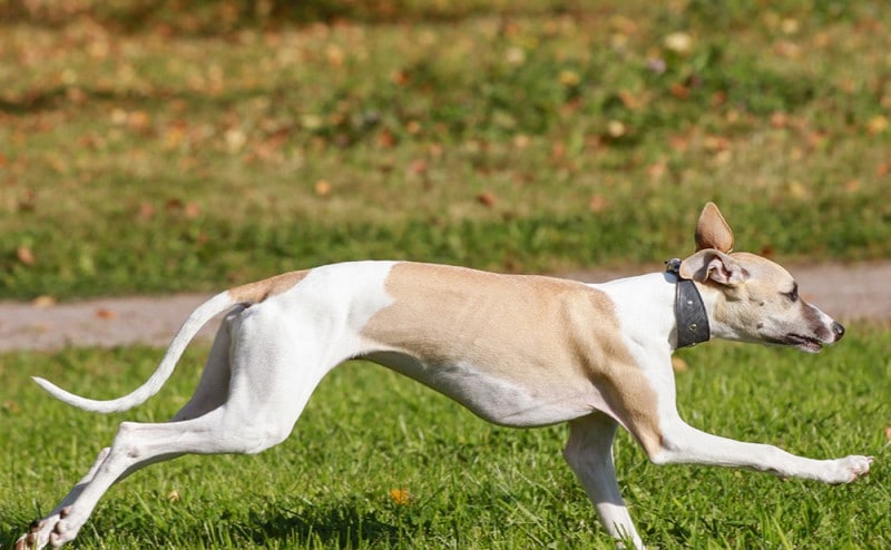 Whippet rennen op het gras in de herfst