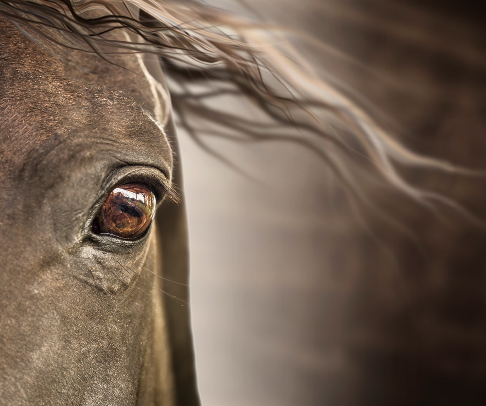 Horsefriend - Stalmatten
